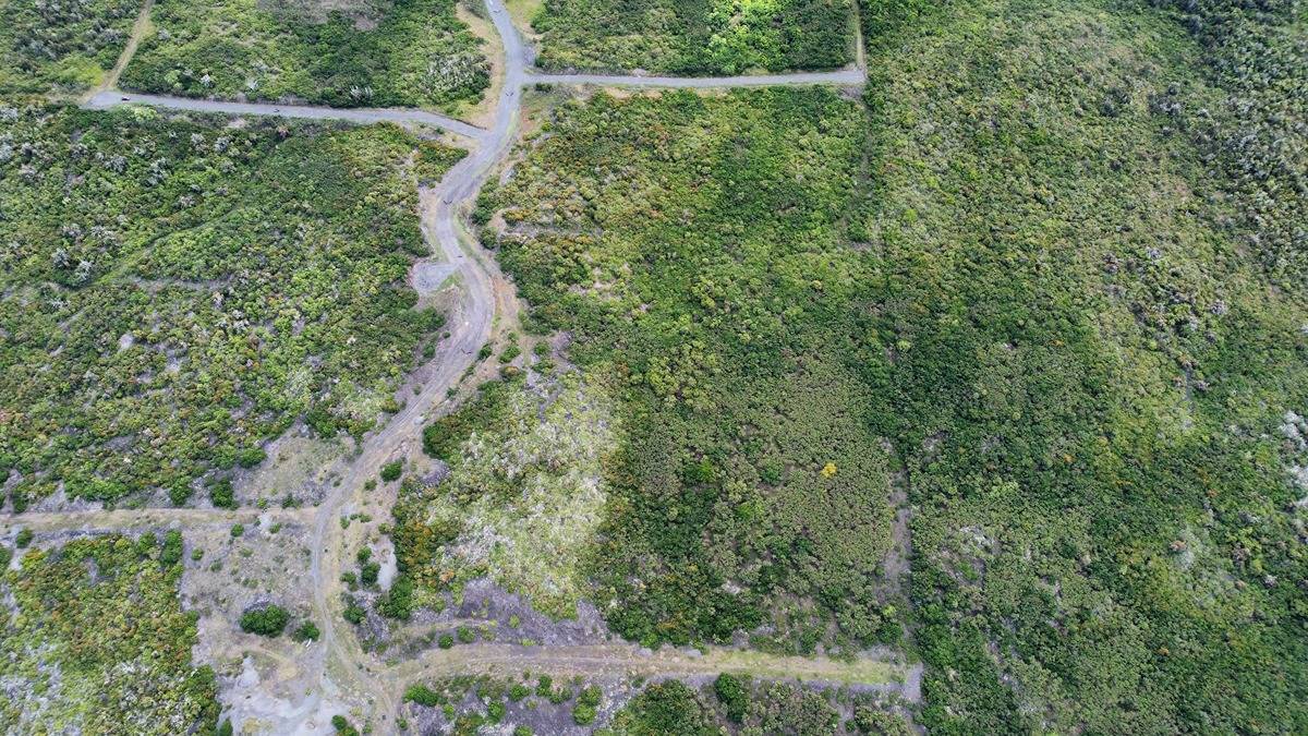 a map view of a yard with a tree