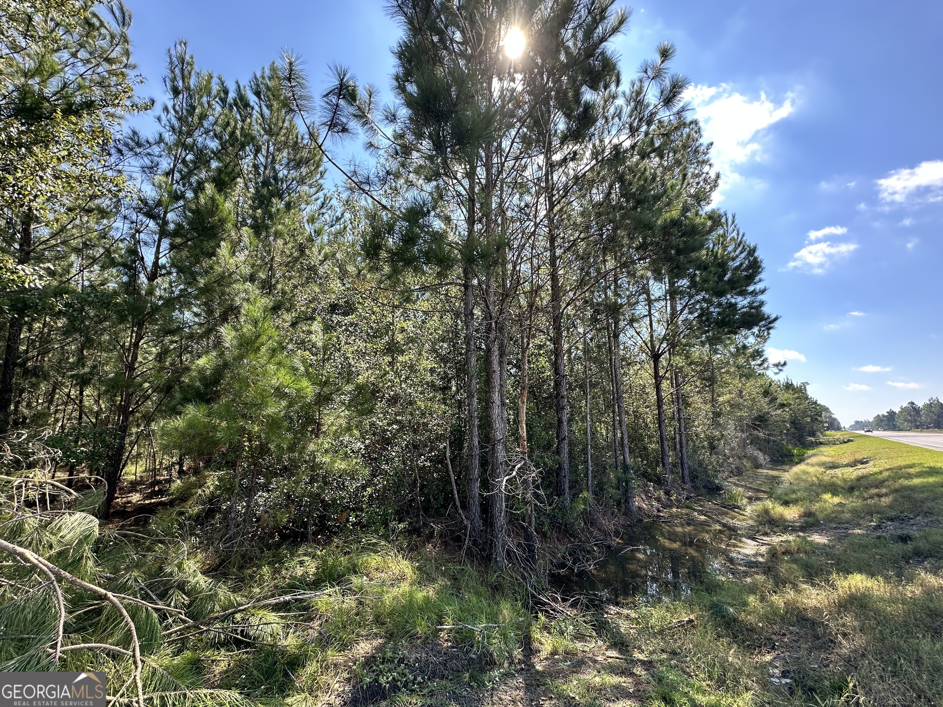 a view of a forest with trees in front of it