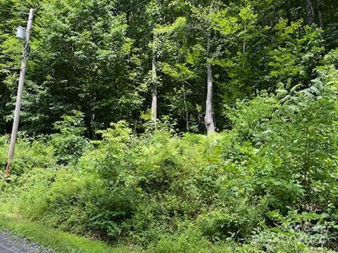 a plant with lots of trees