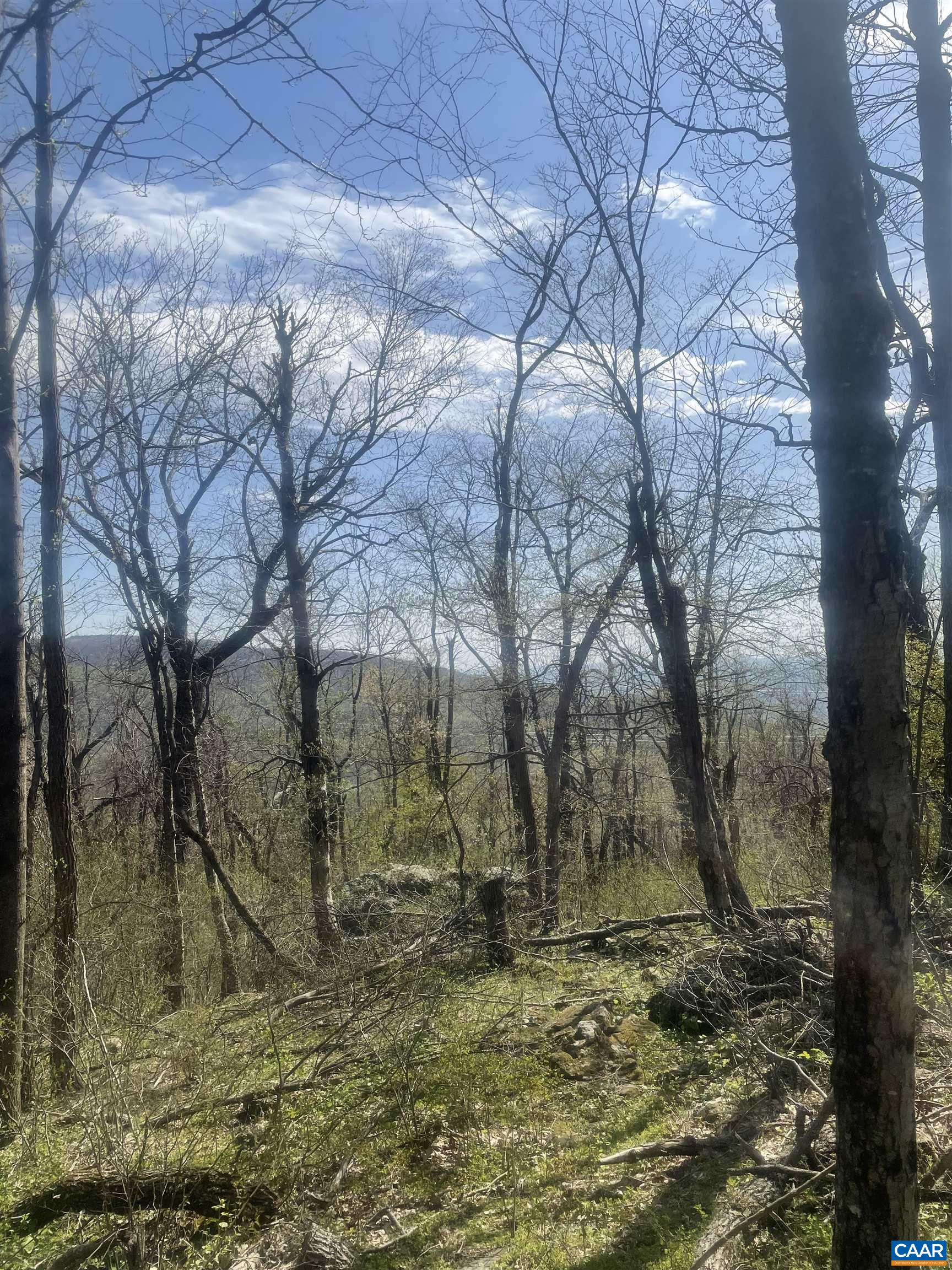 a view of a yard with large trees