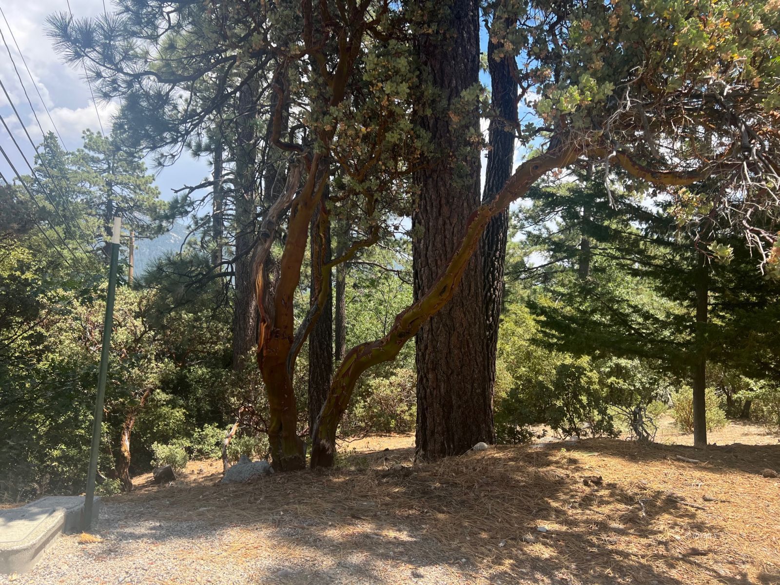 a view of a trees with a tree