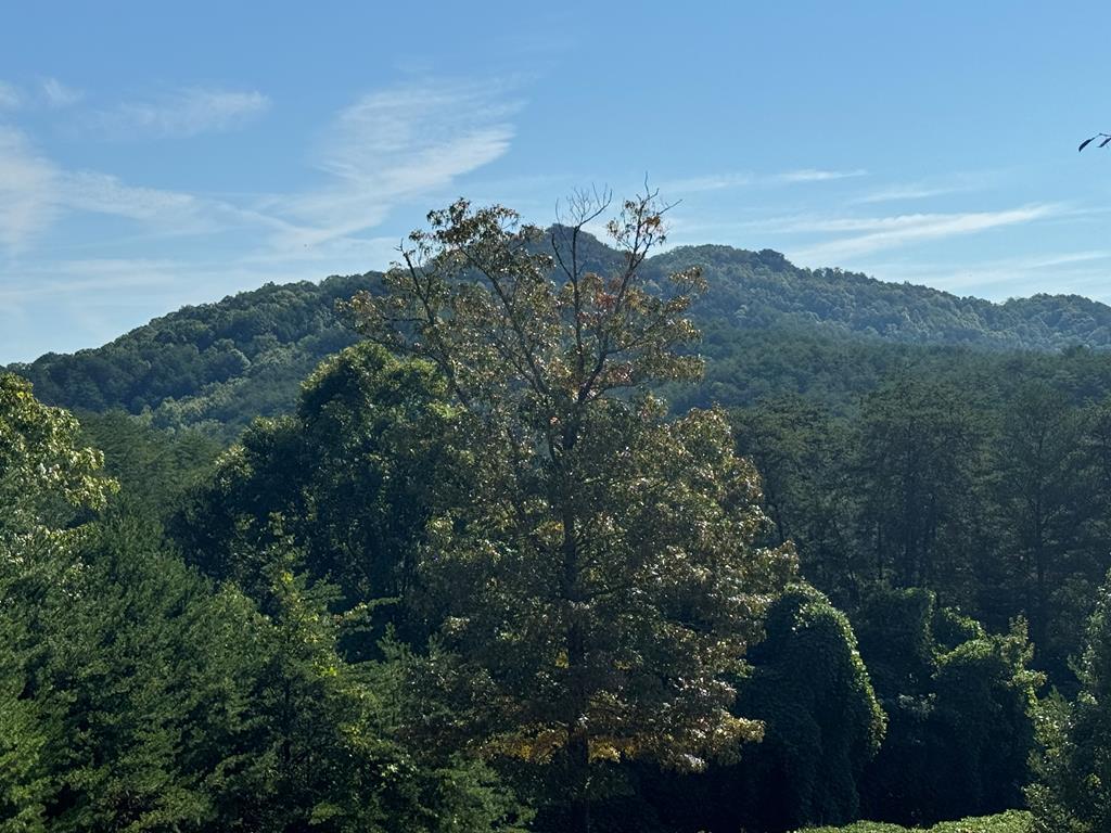 a view of a forest with a mountain