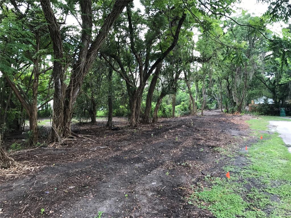 a view of a forest with trees in the background