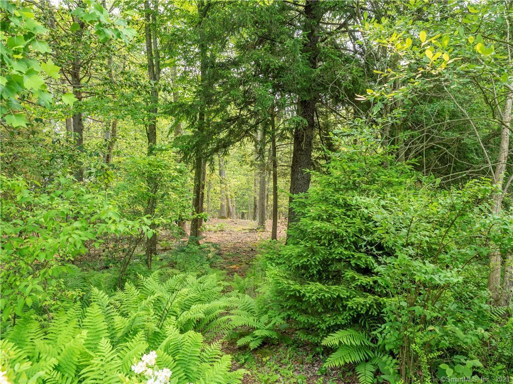 a view of a lush green forest