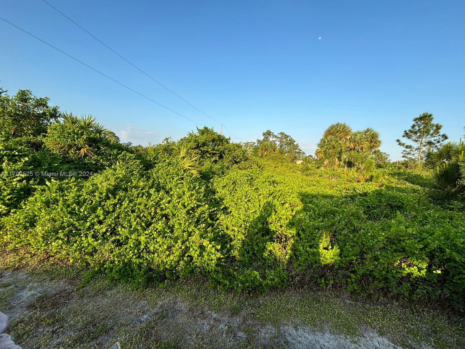 a view of a yard