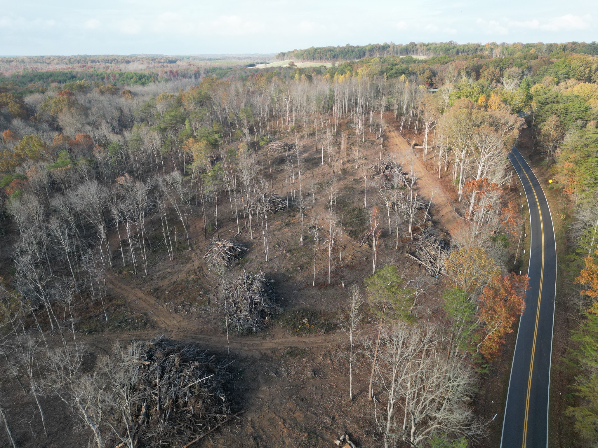 a view of a yard with a forest