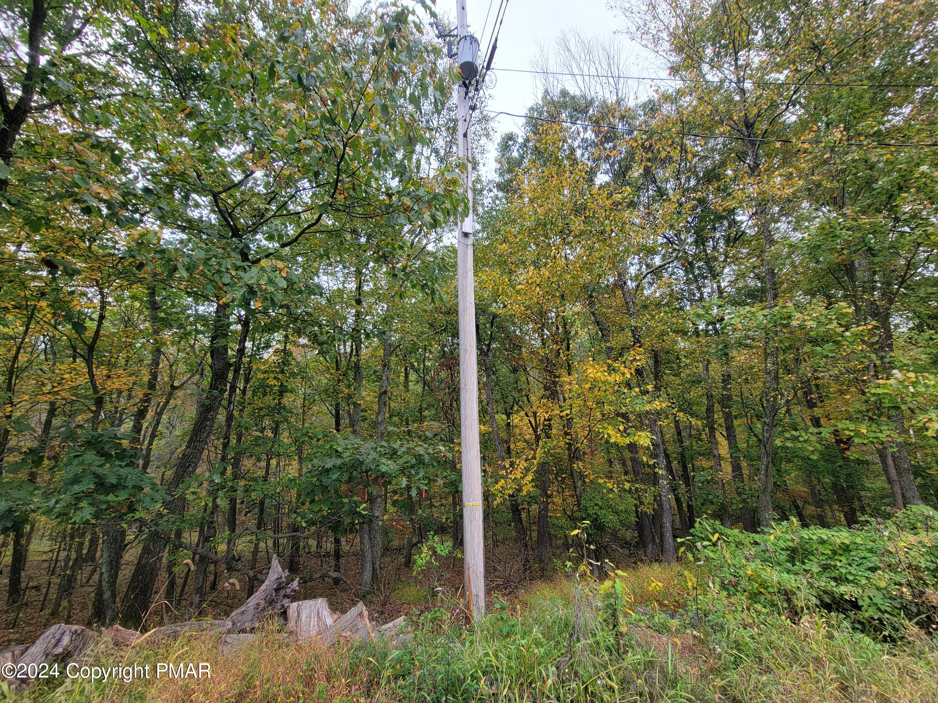 a view of a forest with a tree