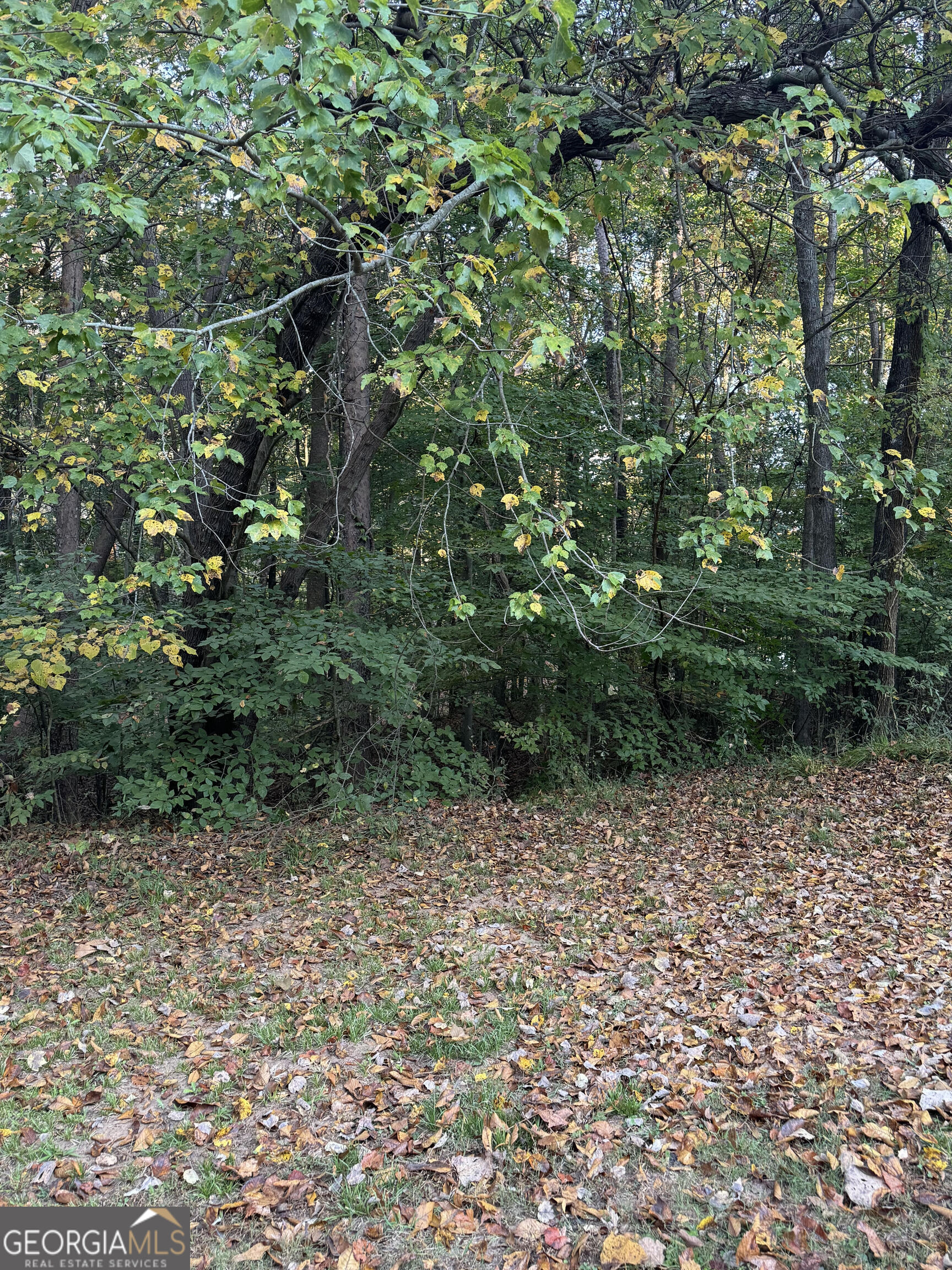 a view of bushes and trees