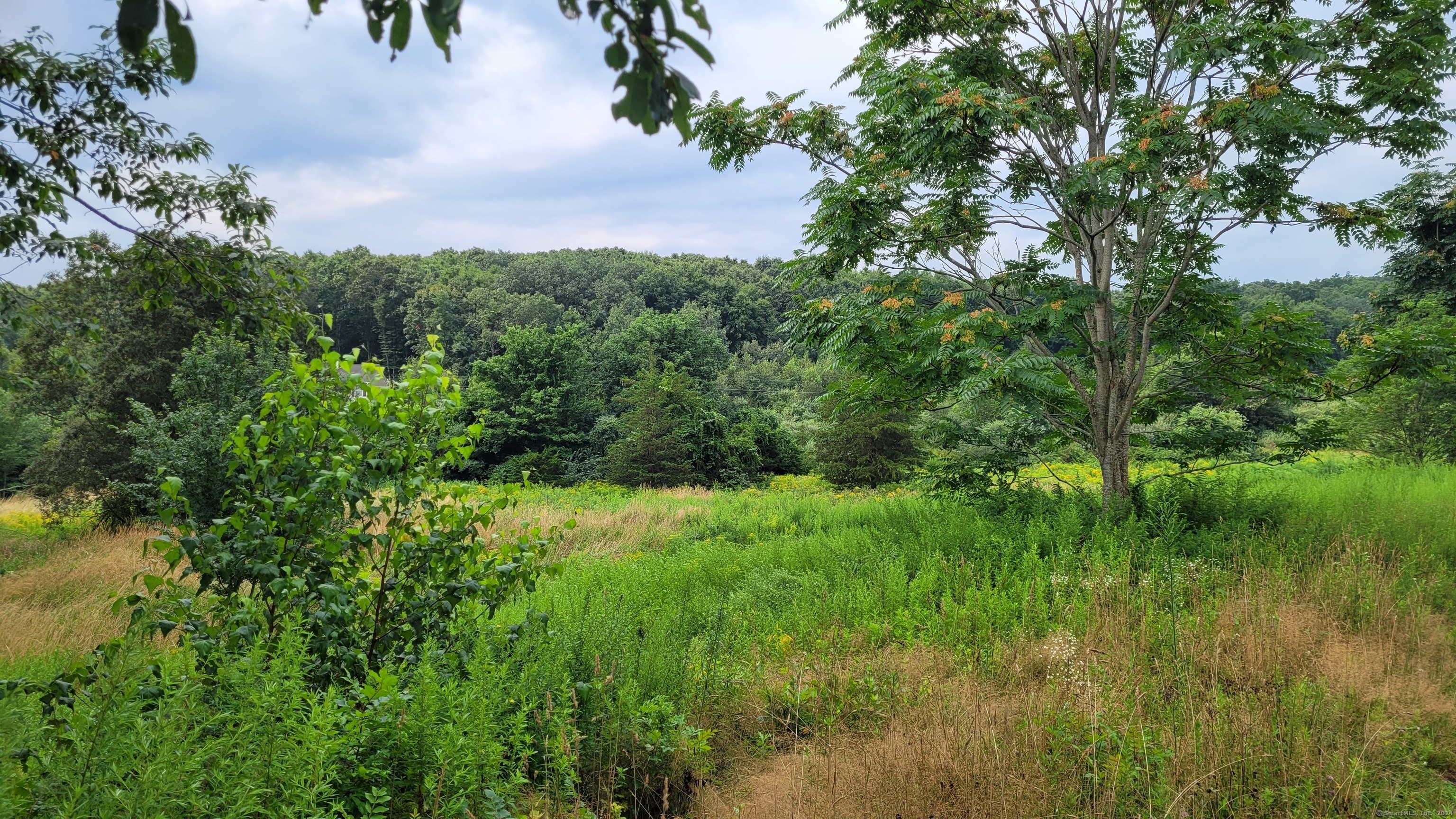 a view of a lush green space