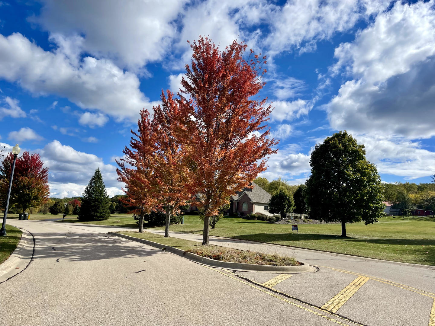 a view of a park with large tree