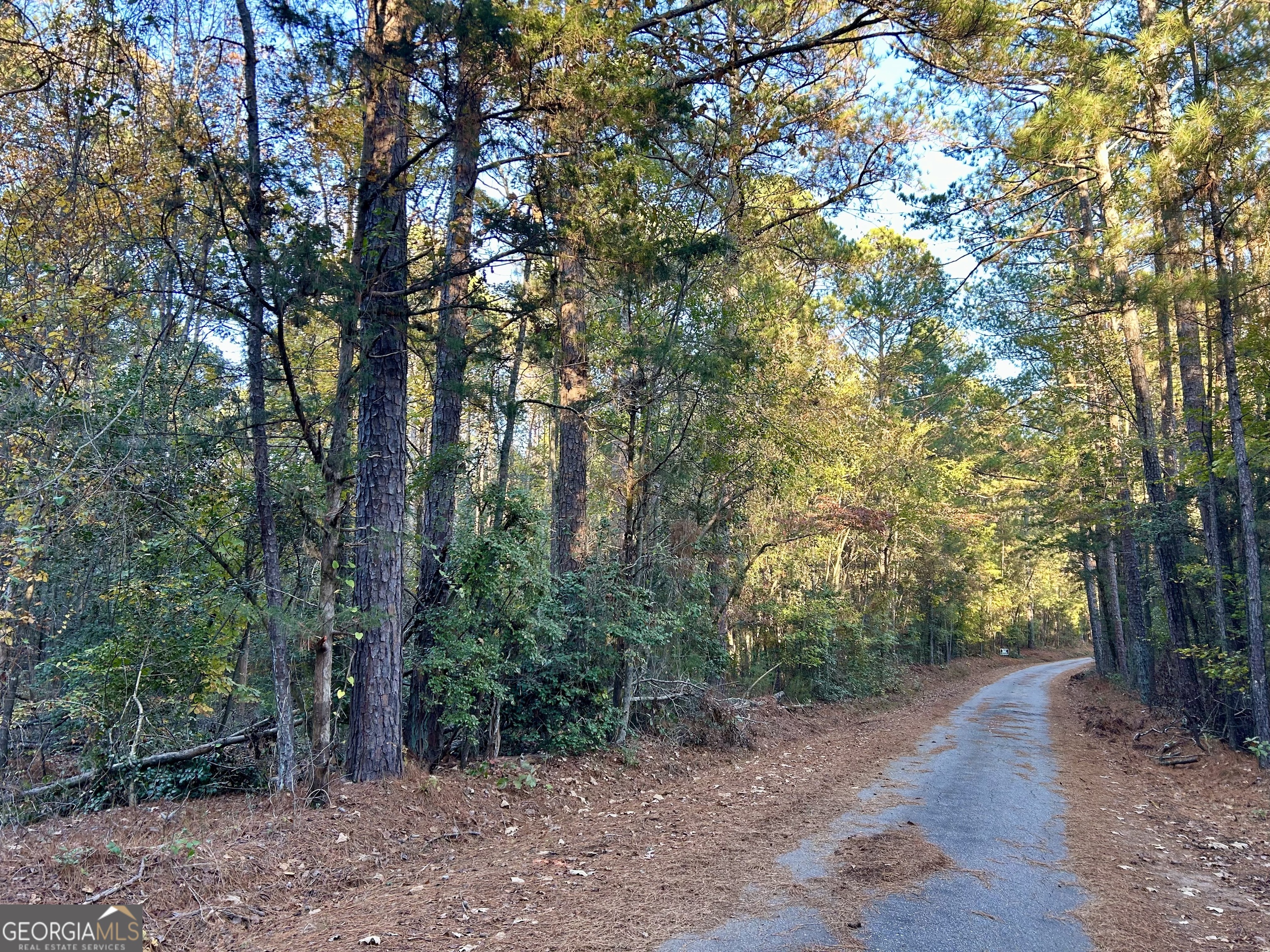 a view of a forest with trees