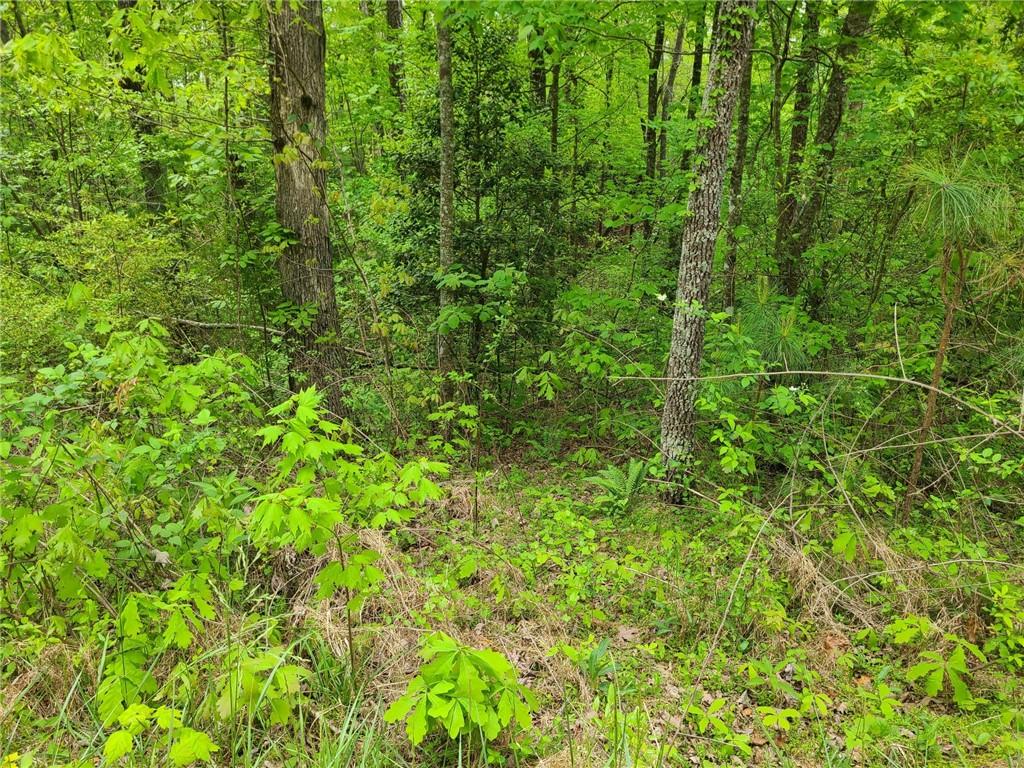 a view of a lush green forest