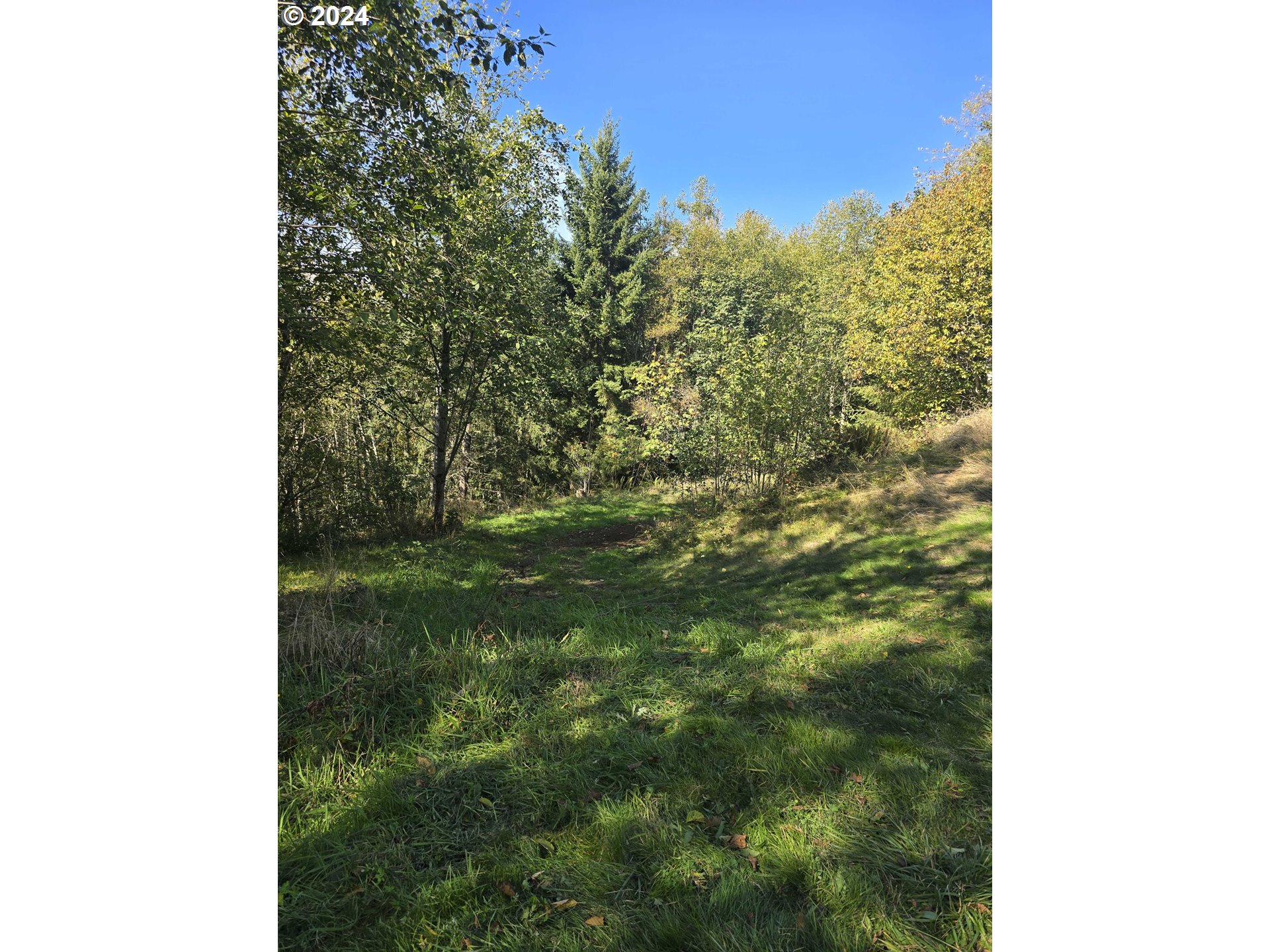 a view of a forest with a tree