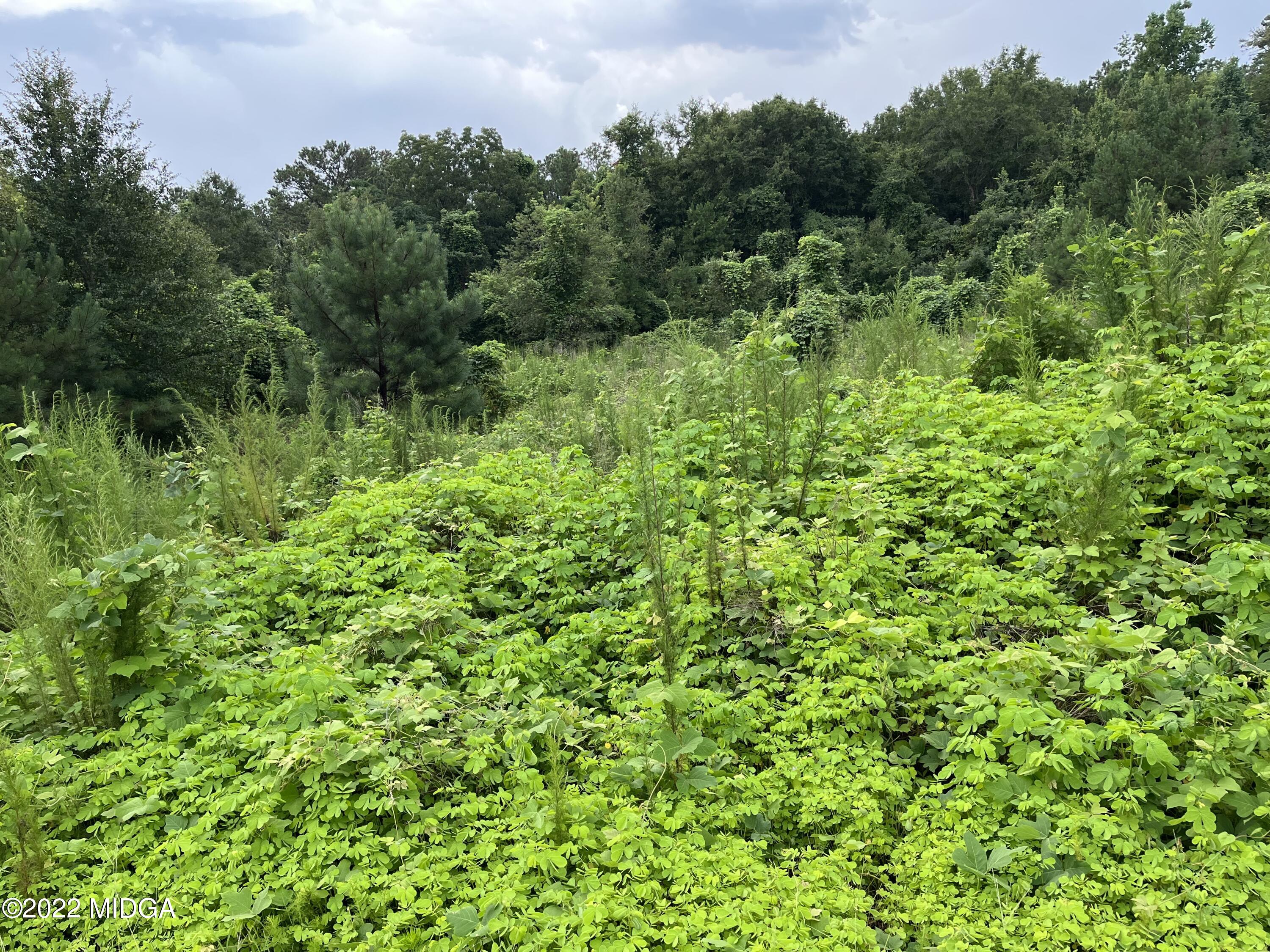 a view of a lush green forest with lawn chairs