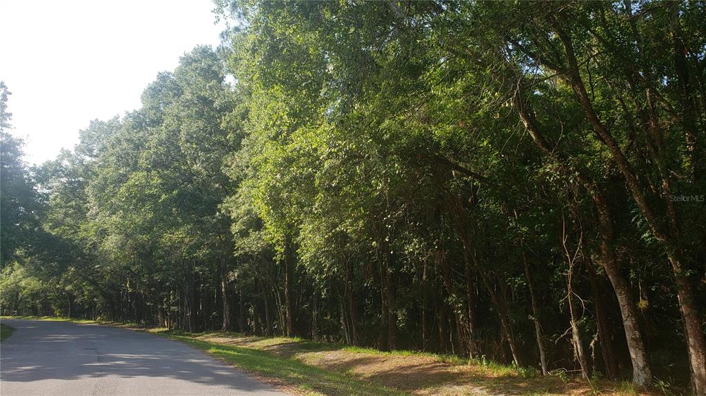 a view of a yard with large trees