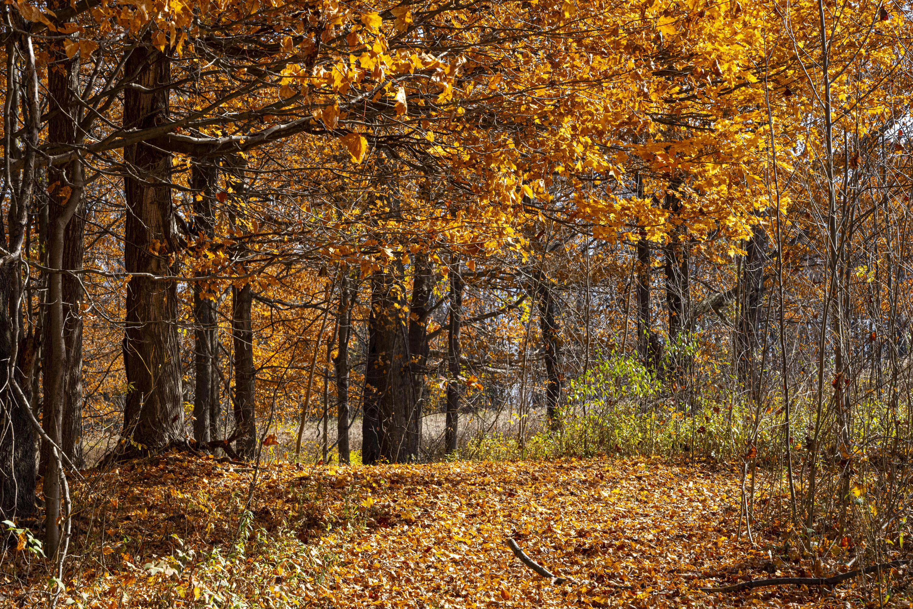 a view of a yard with trees