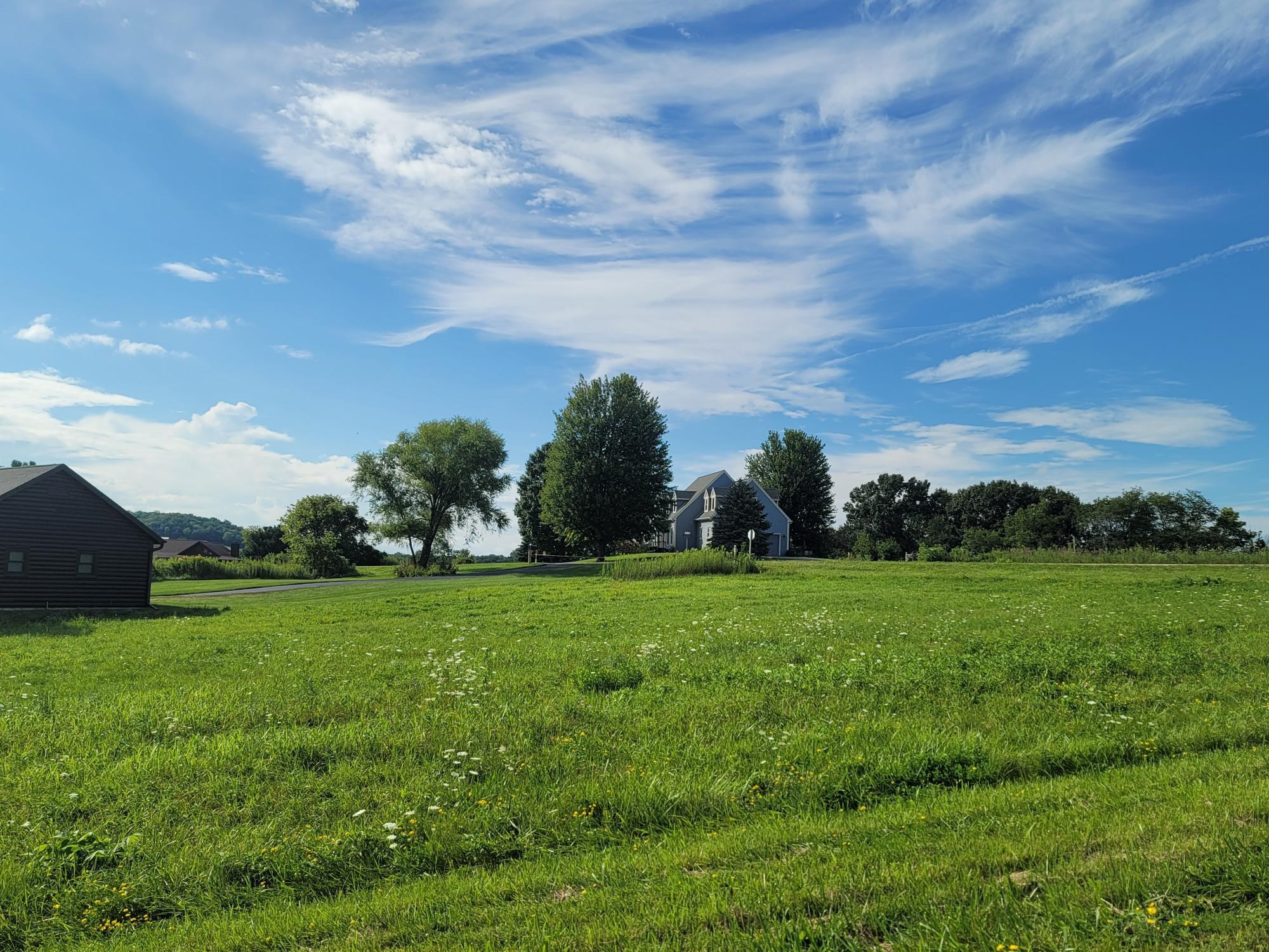 a view of a field with plants and trees in the background