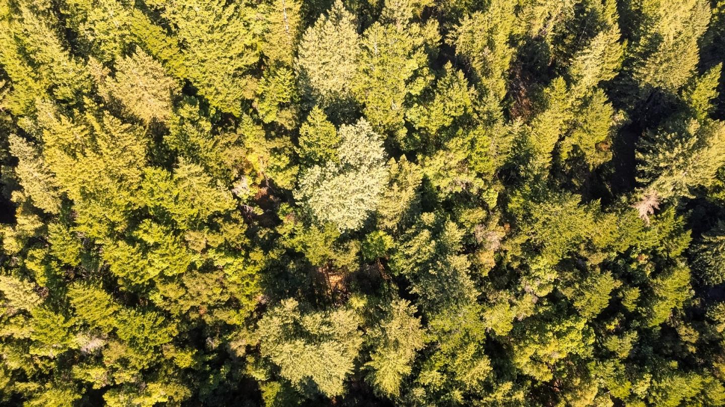 a view of a tree