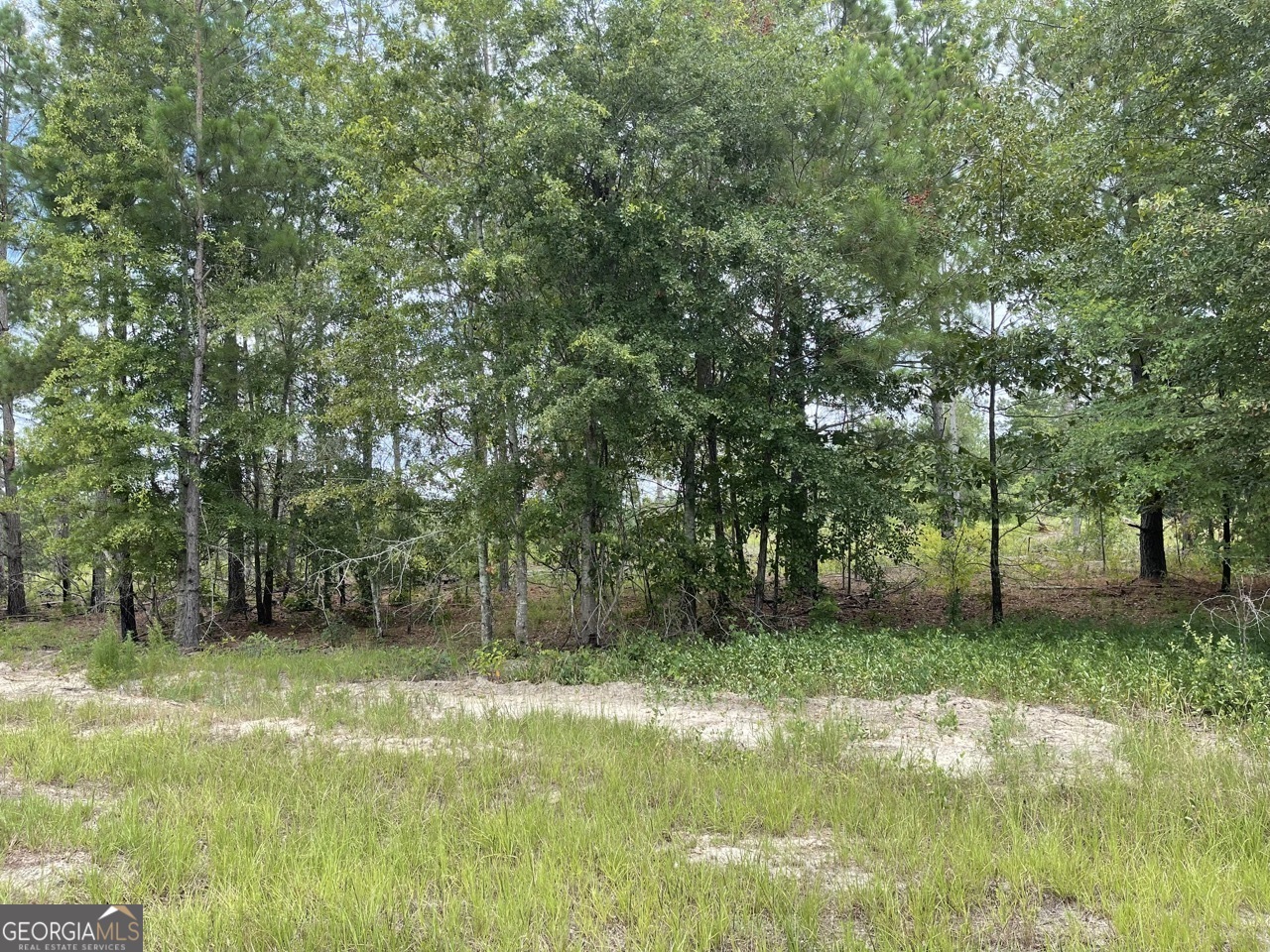 a view of a yard with a tree