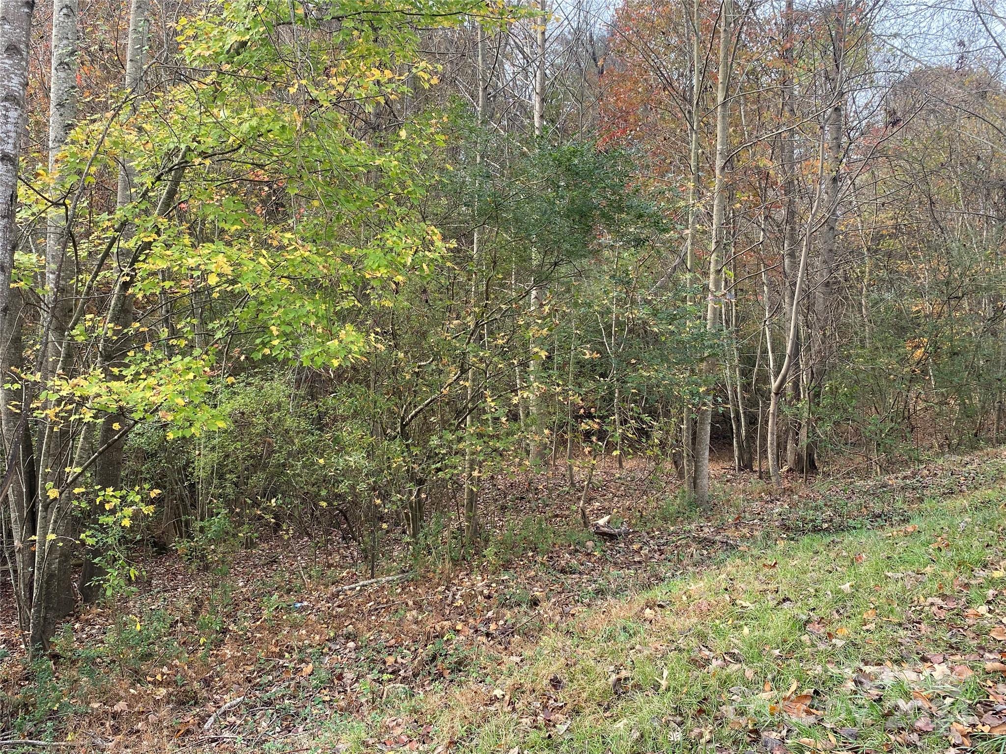 a view of a forest with trees and bushes