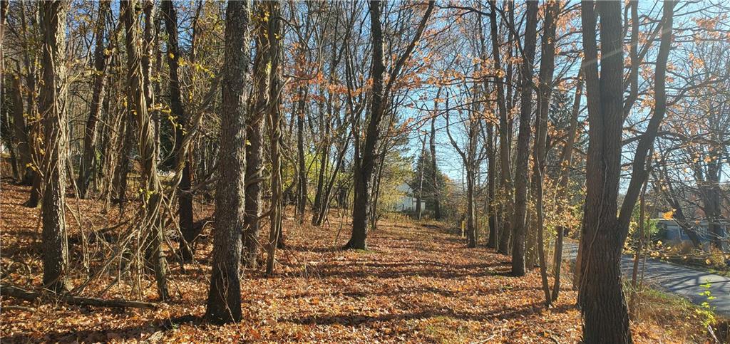 a view of a forest filled with trees