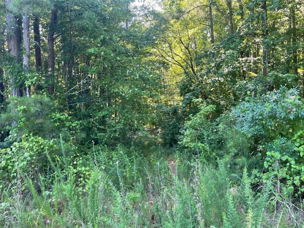 a view of a lush green forest