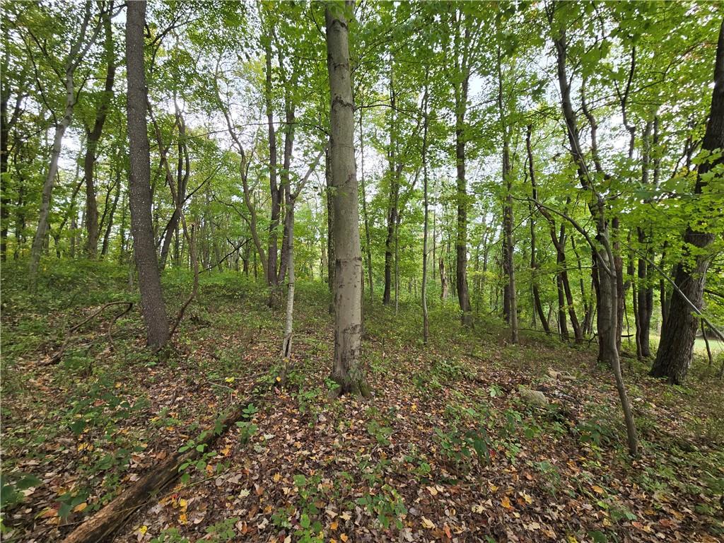 a view of a forest with trees in the background