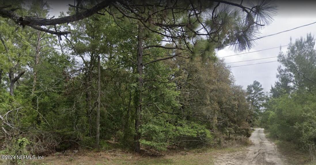 a view of a forest with a tree