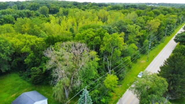 a view of a lush green forest with trees in the background