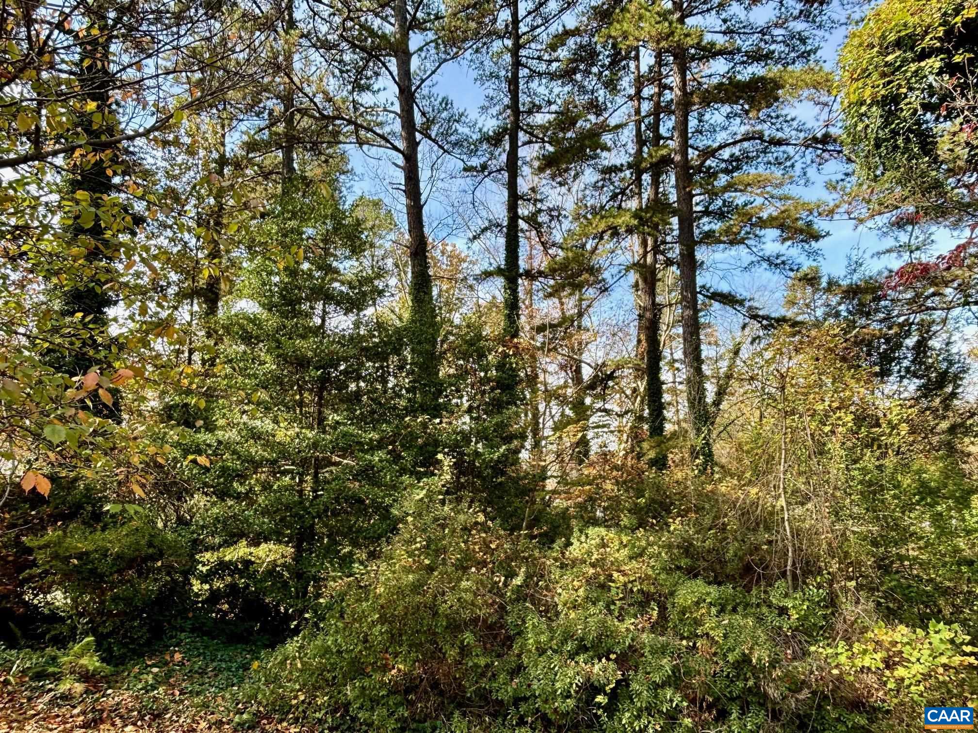 a view of a tree