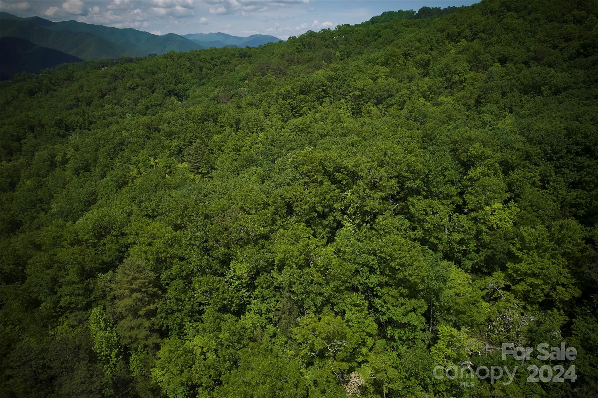 a view of a lush green forest with large trees