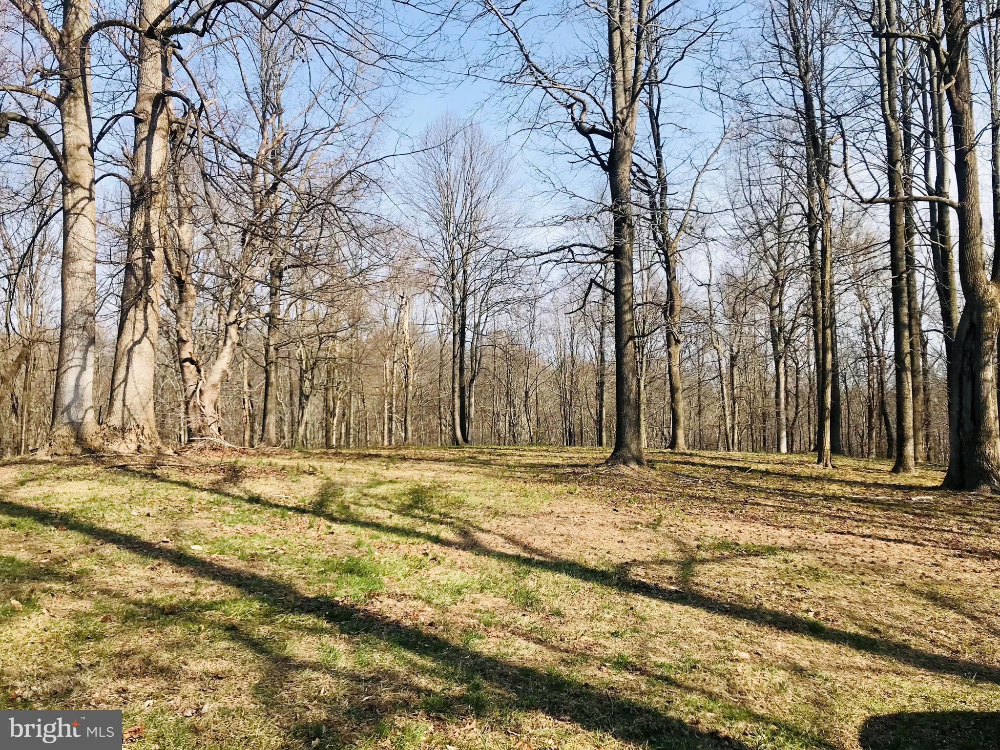 a view of a backyard with large trees