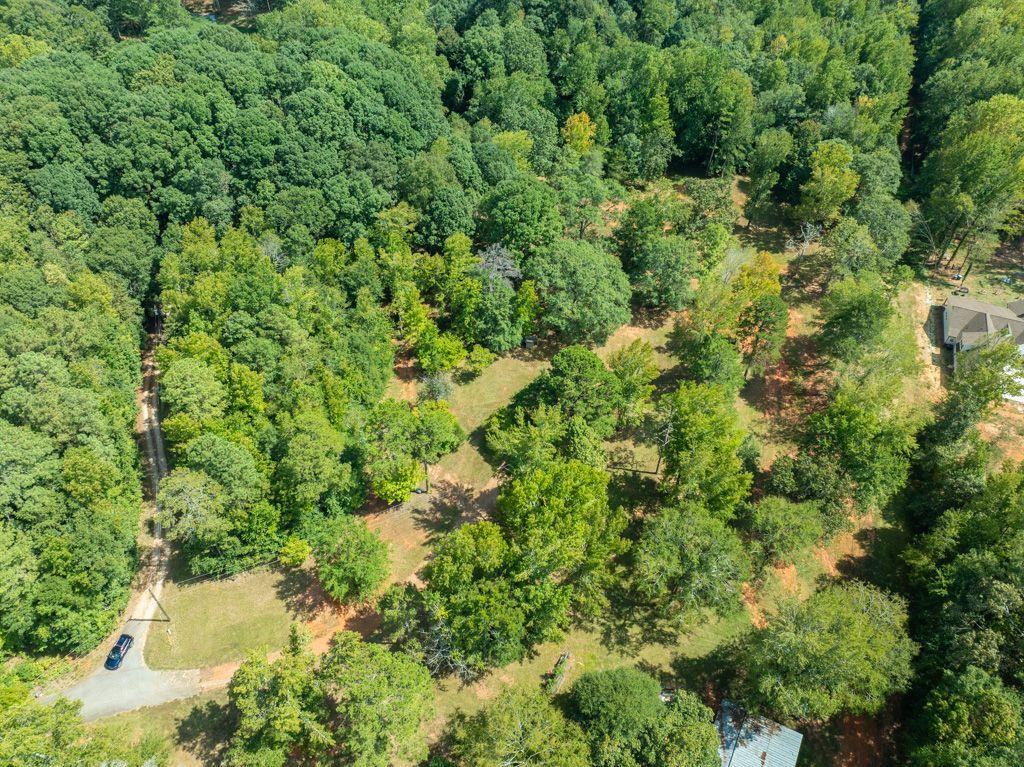 view of a lush green forest with lots of trees