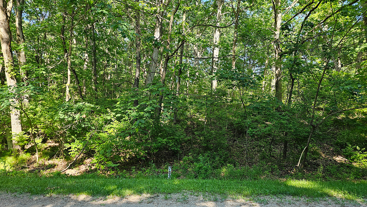 a view of a lush green forest