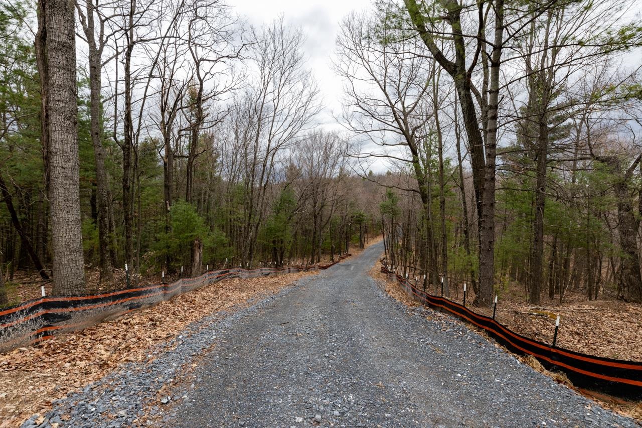 a view of a forest with trees