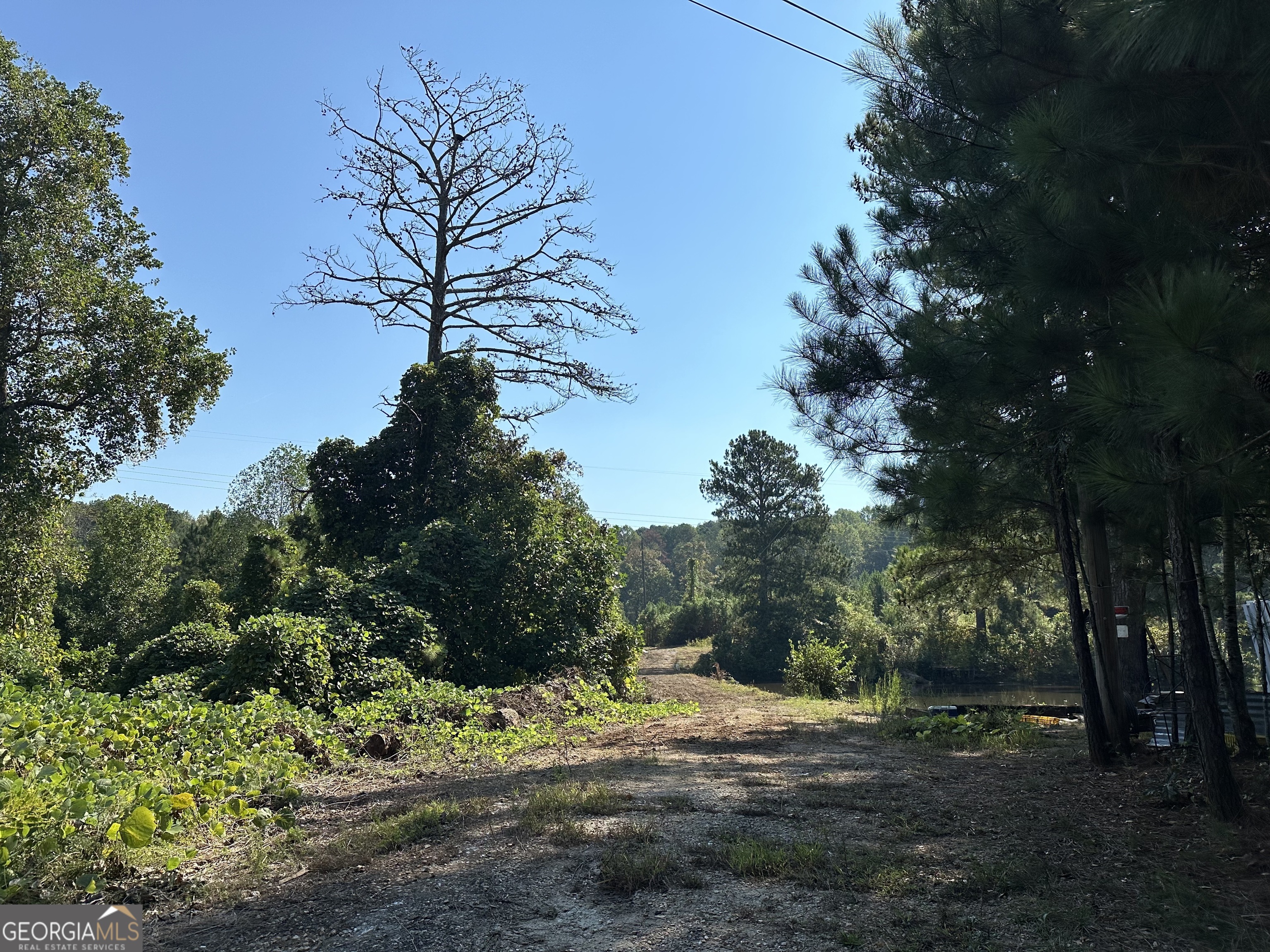 a view of a yard with plants and trees