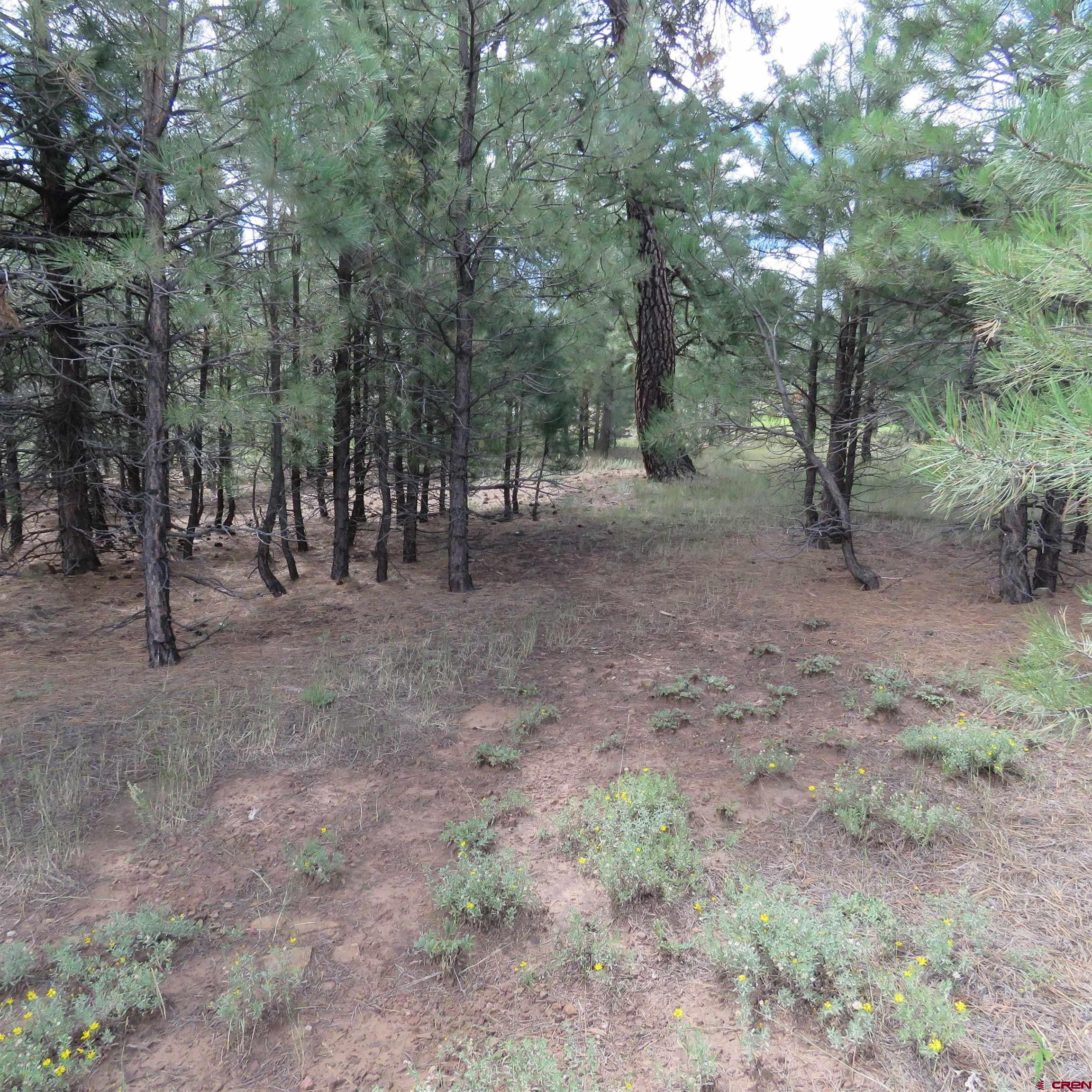 a view of a forest with trees in the background