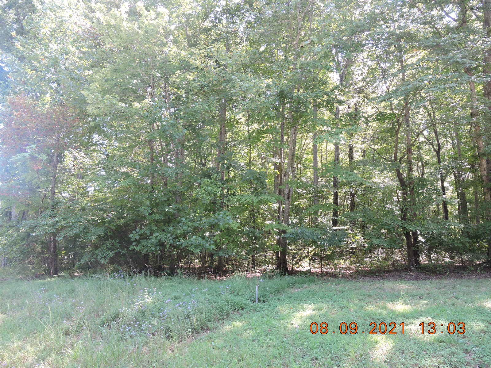 a view of a field with an trees in the background