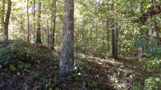 a view of forest