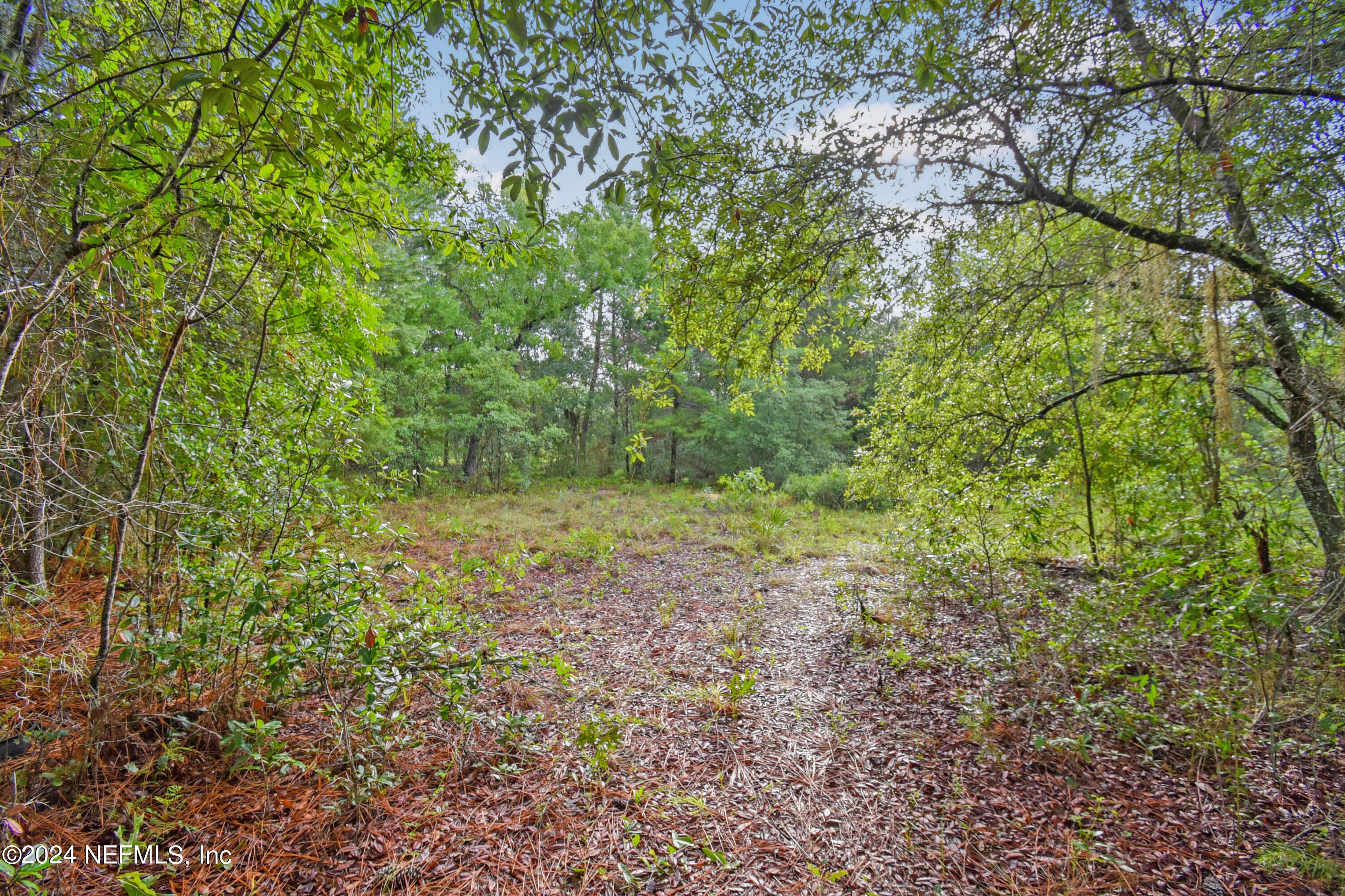 a view of a yard with a tree