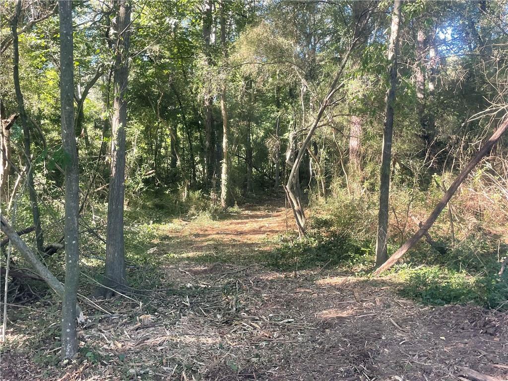 a view of a forest with trees in the background