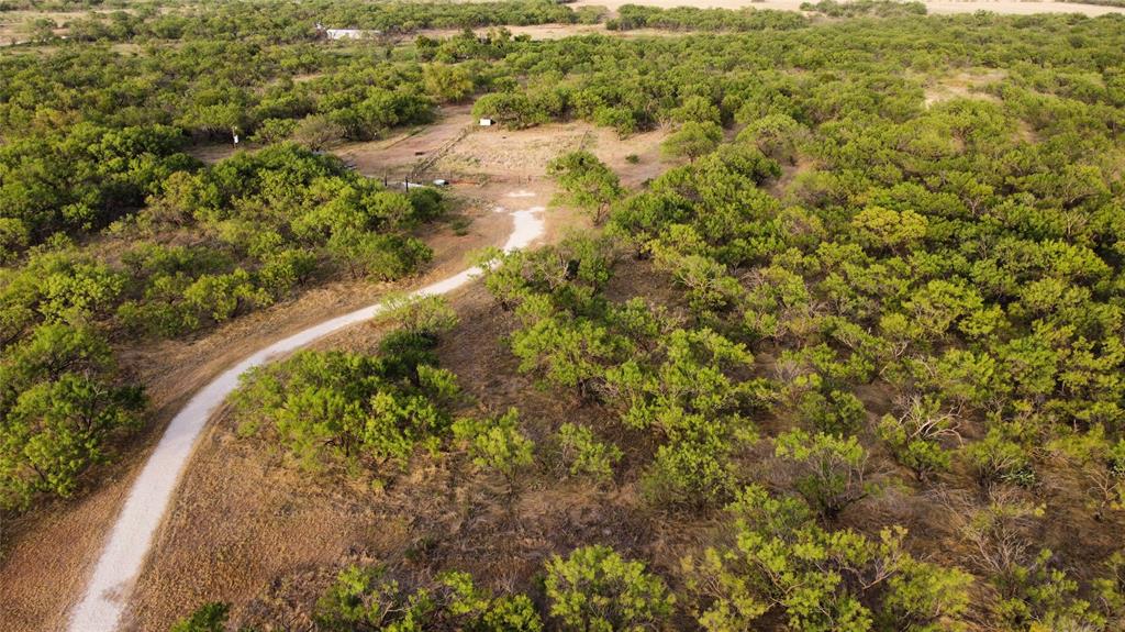 a view of a forest with a tree