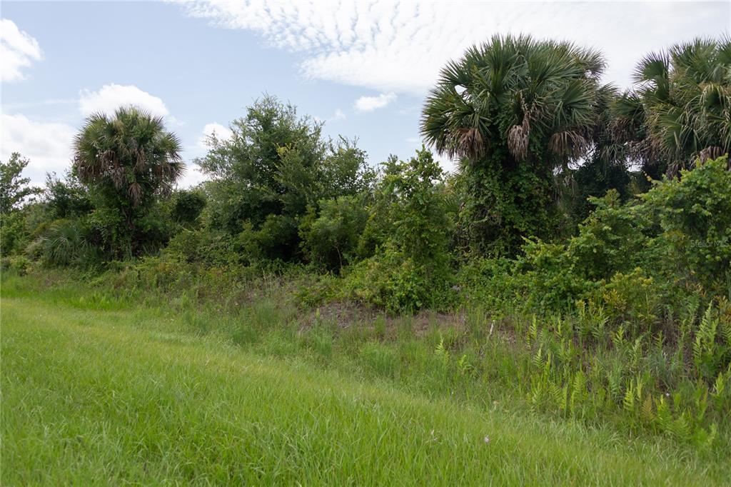 a view of a lush green space