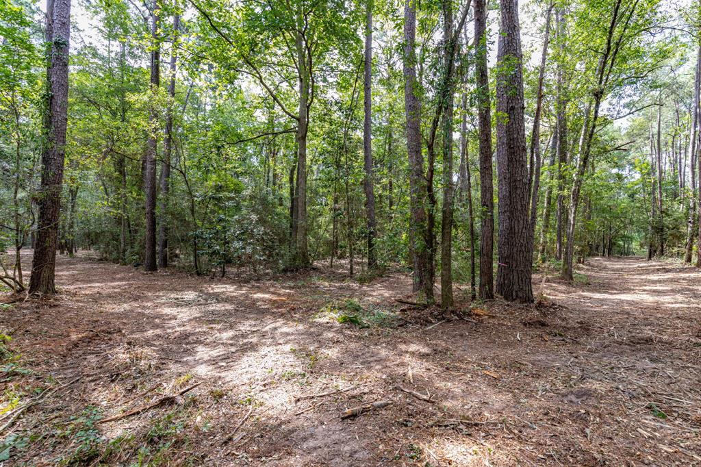 a view of a forest with trees in the background