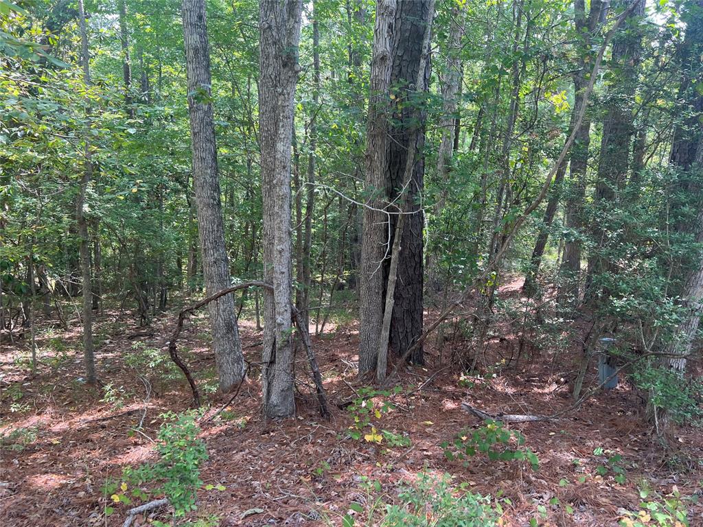 a view of a forest with trees