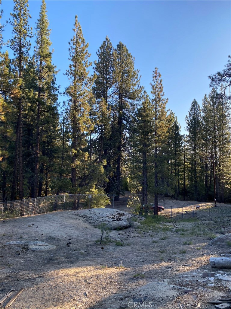 a view of a tree in the middle of a yard