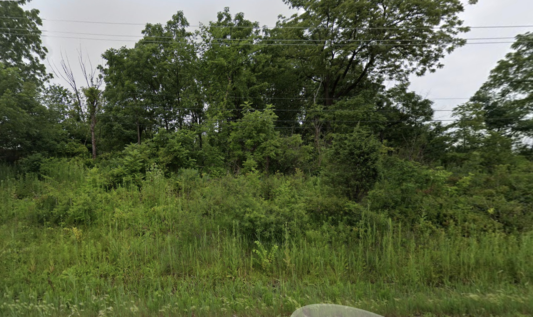 a view of a lush green space