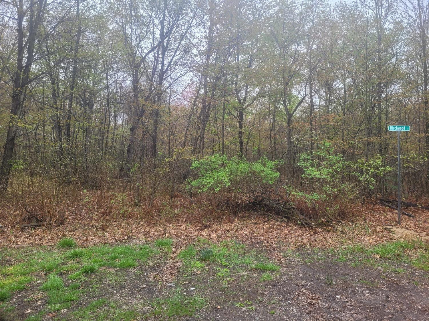 a view of a yard with plants and trees