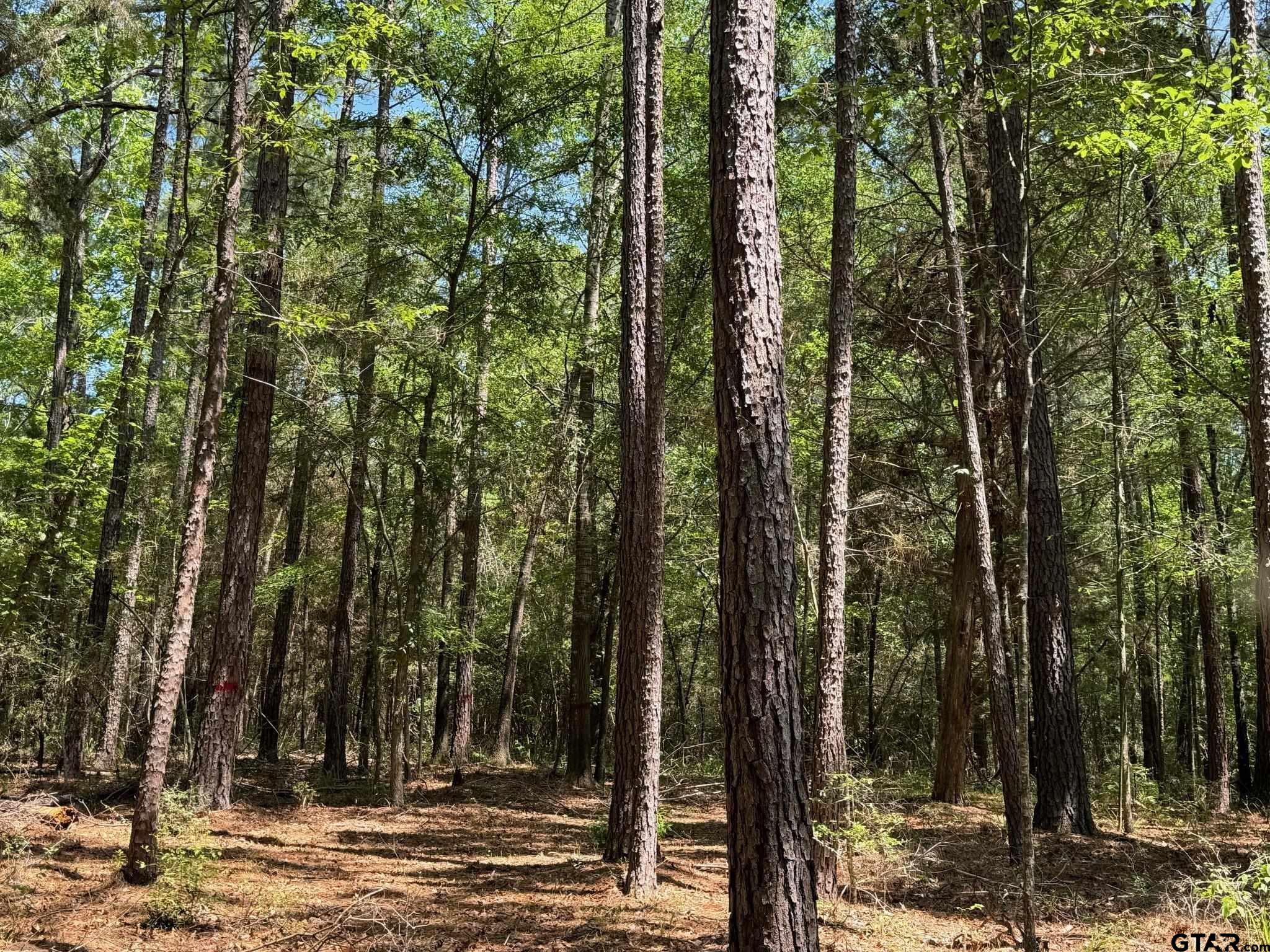 a view of outdoor space with trees