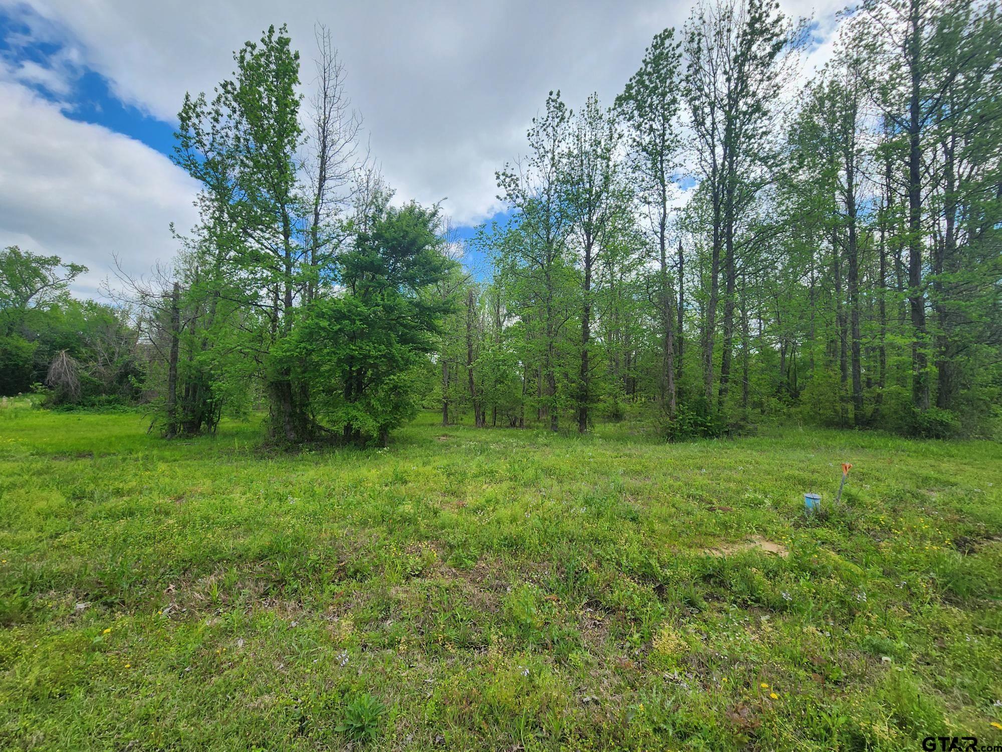 a view of a lush green forest